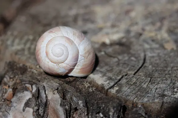 木头圆木上的一个空蜗牛壳 图库照片
