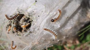 Çam güvesi (Thaumetopoea pityokamppa) ve çam ağacındaki koza