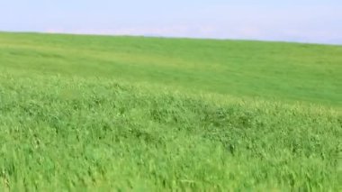 Mavi gökyüzü olan yeşil alan