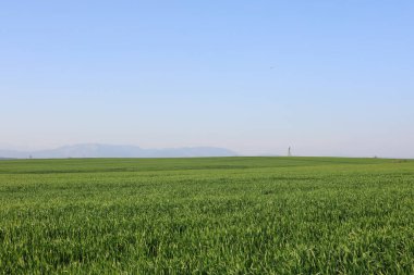 buğday alan mavi gökyüzü ile panoramik manzaralı