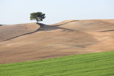 a lone tree in field clipart