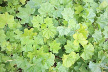 İlkbaharda mallow (Malva sylvestris) bitkisi