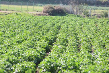 İlkbaharda patates tarlaları