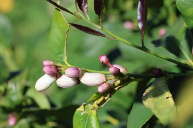 İlkbaharda ağaçta limon açar.