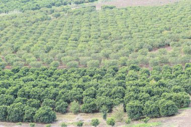 Cukurova, Türkiye 'de turunçgil bahçeleri