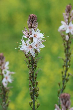 Sarı-yeşil arkaplan üzerine yaz asphodel (Asphodelus aestivus)