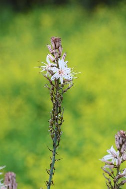 Sarı-yeşil arkaplan üzerine yaz asphodel (Asphodelus aestivus)