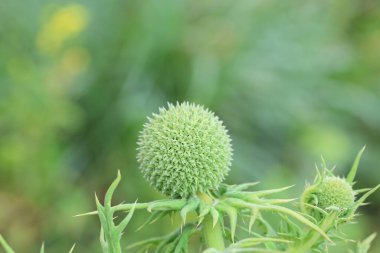 Baharda Büyük Küre Dikeni (Echinops sphaerocephalus)