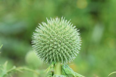 Baharda Büyük Küre Dikeni (Echinops sphaerocephalus)