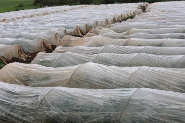 Sebze yetiştirmek için plastik sera 