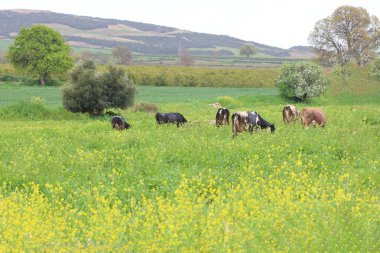 Çayırda otlayan inekler.