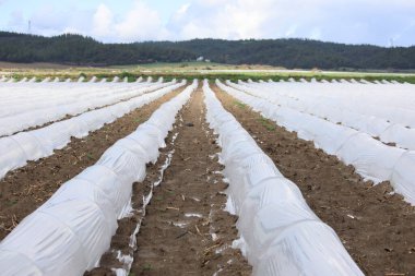 Sebze yetiştirmek için plastik sera 