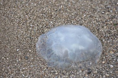 Sahilde ölü jöle balık