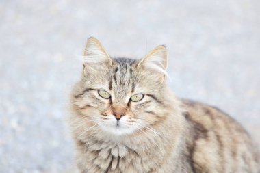 Sokakta başıboş bir kedi