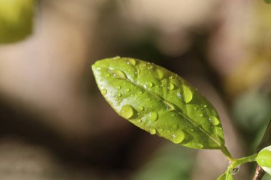 Yağmurlu bir günde limon ağacının yeşil yaprakları