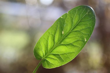 Arum dioscoridis yaprağının bir kapağı (benekli arum) 