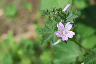 Malva Sylvestris 'in pembe çiçekleri