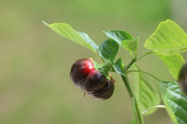 Bitkinin üzerinde biber yetişiyor.