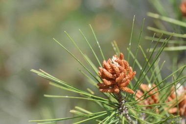 Türk çam ağacının (Pinus brutia) olgunlaşmamış erkek polenleri (staminate) konileri) 