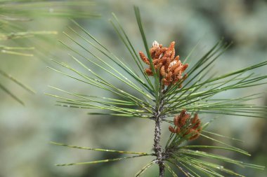 Immature male pollen bearing (staminate) cones of Turkish pine tree (Pinus brutia)  clipart