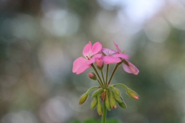 Baharda pelargonyum bölgesinin pembe çiçekleri