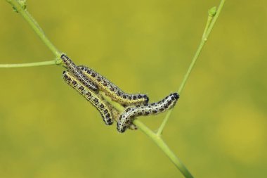 Büyük beyaz kelebek larvaları 