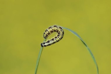 Larvae of large white butterfly  clipart