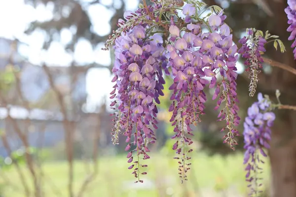 stock image beautiful blooms of wisteria in spring