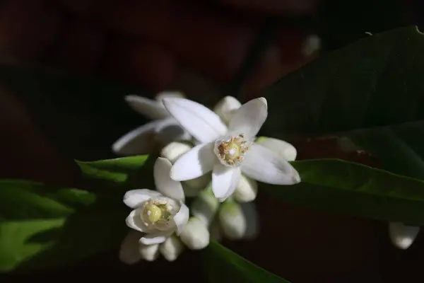 Baharda koyu arkaplanda portakal çiçekleri açar.