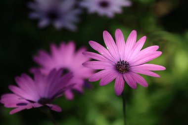 Pembe Dimorphotheca ecklonis, Cape Marguerite olarak da bilinir. 