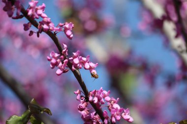 İlkbaharda Cercis silikastrum (Judas ağacı) çiçekleri