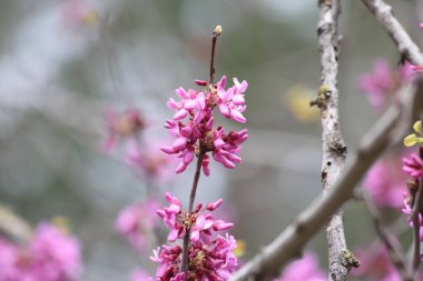 İlkbaharda Cercis silikastrum (Judas ağacı) çiçekleri