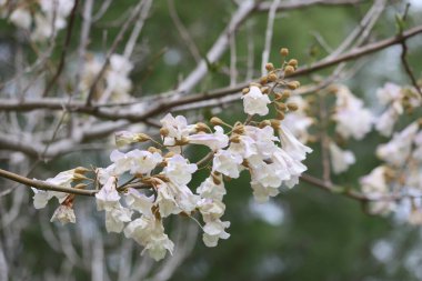  Paulownia bahar zamanı çiçek açar.