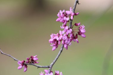 İlkbaharda Cercis silikastrum (Judas ağacı) çiçekleri