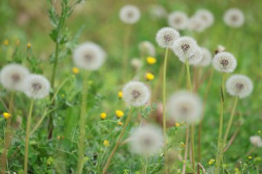 Baharda bir çayırda karahindiba