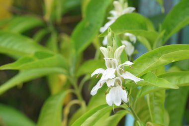 İlkbaharda adhatoda vasica çiçekleri