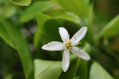 Baharda mandalina çiçeği