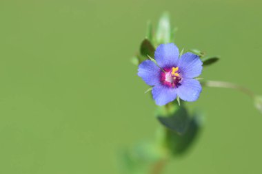 Baharda Kızıl Farekulağı Çiçeği (Anagallis arvensis)  