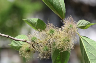 Olgunlaşmış Kağıt Dutu (Broussonetia Papyrifera) meyveleri 