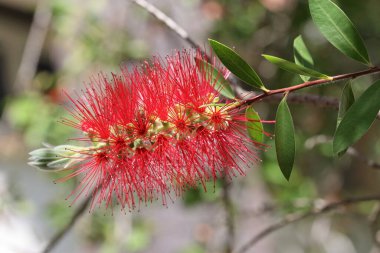 Flowers of callistemon citrinus, also known ass bottle brush
