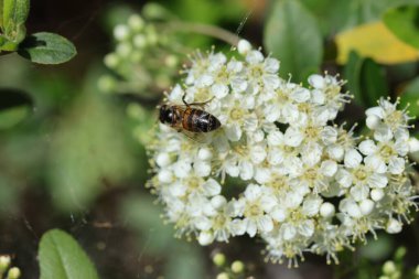 İlkbaharda bir çiçekte arı