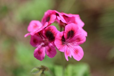 İlkbaharda Pelargonium magenteum çiçeklerini kapat