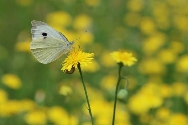 Kabak beyazı kelebek (Pieris brassicae) bir çiçeğin üzerinde