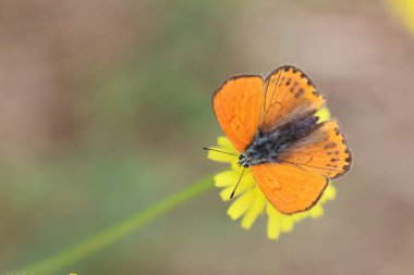 Lycaena phlaeas butterfly is a butterfly of the Lycaenids butterfly family clipart