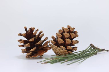 Beyaz arkaplanda çam kozalağı