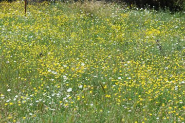 yellow wild flowers in the grass clipart