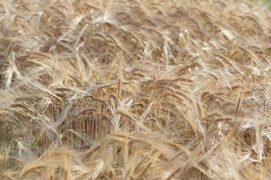 Yazın altın buğday tarlası