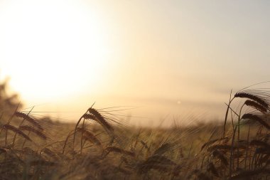 Kulakları buğday alanında gün batımında