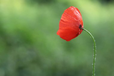 Tarlada izole edilmiş kırmızı bir gelincik.