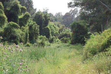 Bir sürü bitkisi olan güzel yeşil bir orman.